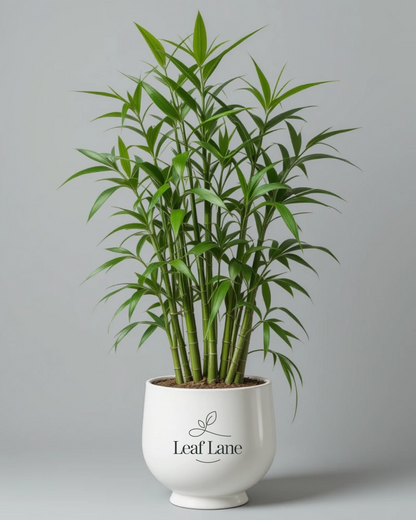 Lucky Bamboo with Pot