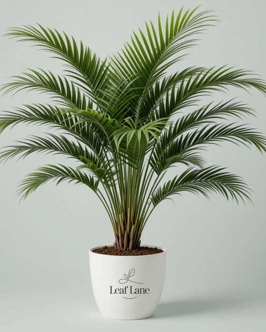 Areca Palm with Pot