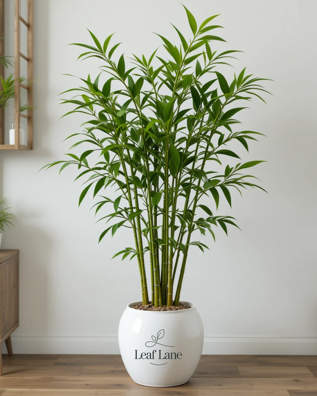 Lucky Bamboo with Pot