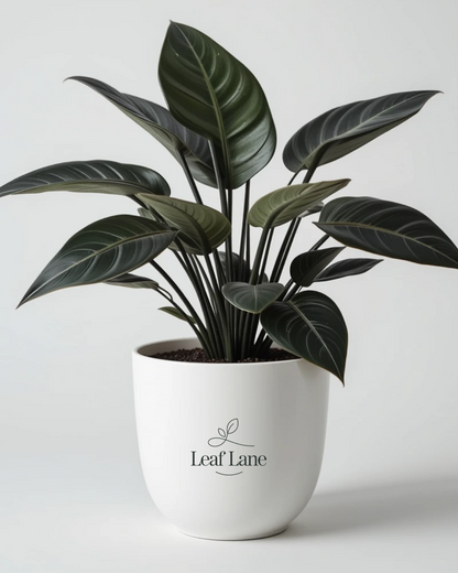 Rubber Plant with Pot