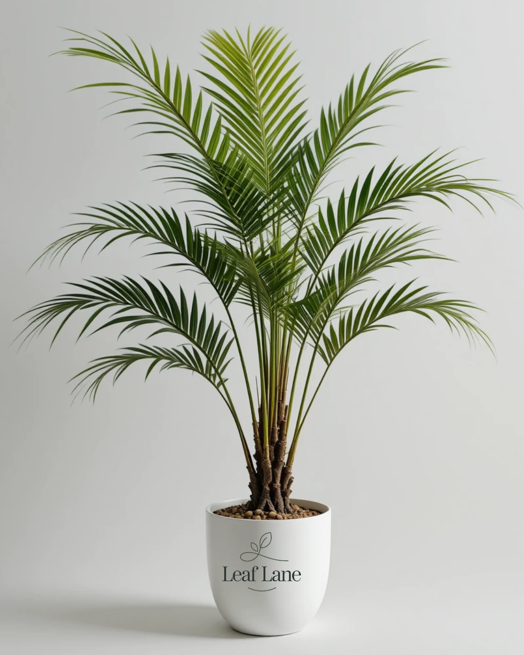 Areca Palm with Pot