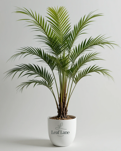 Areca Palm with Pot